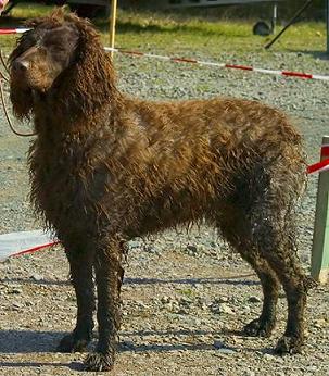 Spaniel de Pont Audemer