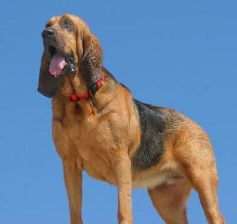 Bloodhound (Sabueso)