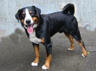 Boyero de Appenzell