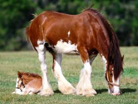 Clydesdale
