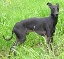 Galgo Italiano