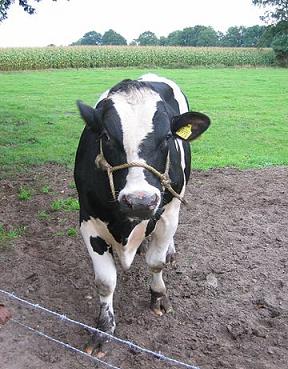 Holstein Friesian 