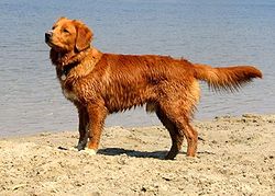 Retriever de Nueva Escocia