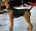 RAZA AIREDALE TERRIER